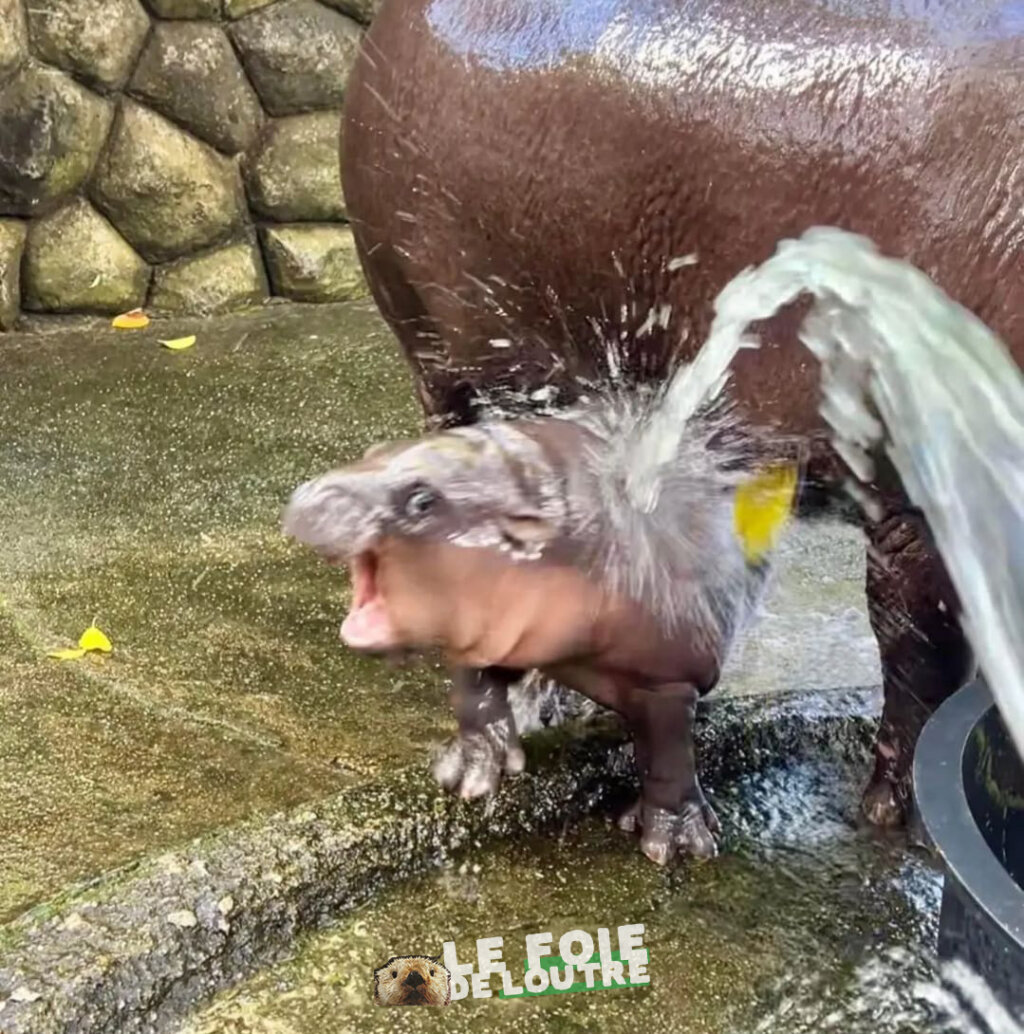 la raie qui suinte 2024 baby hippo taking shower compilation été 2024